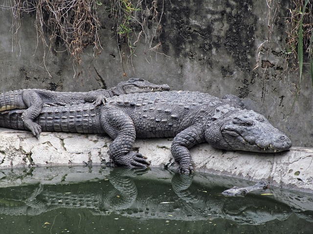 krokodýli u vody